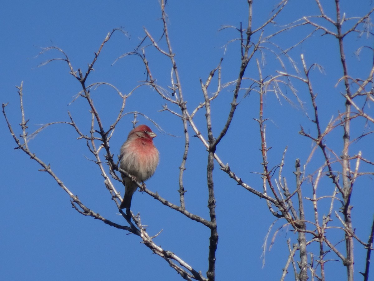 House Finch - ML642642273