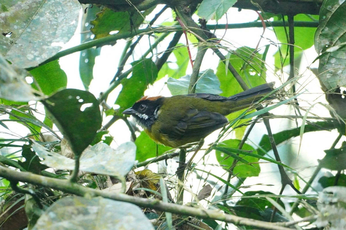 Moustached Brushfinch - ML642642308