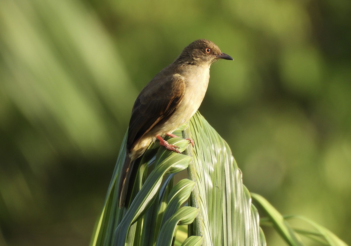 Red-eyed Bulbul - ML642642311