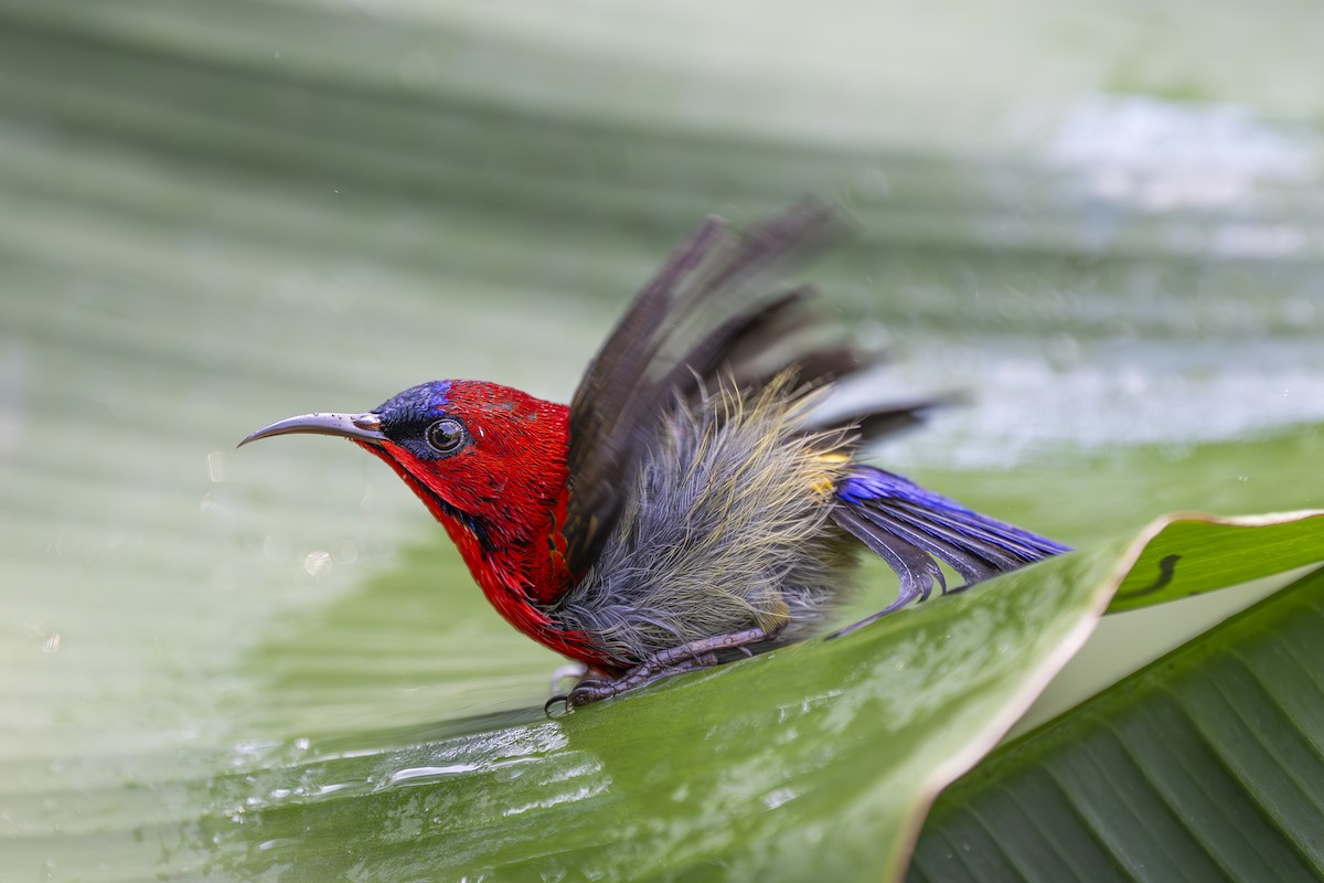 Crimson Sunbird - ML642642330
