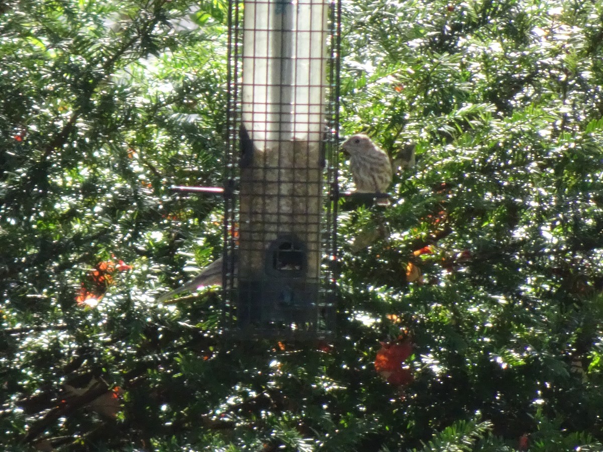 House Finch - ML642642333