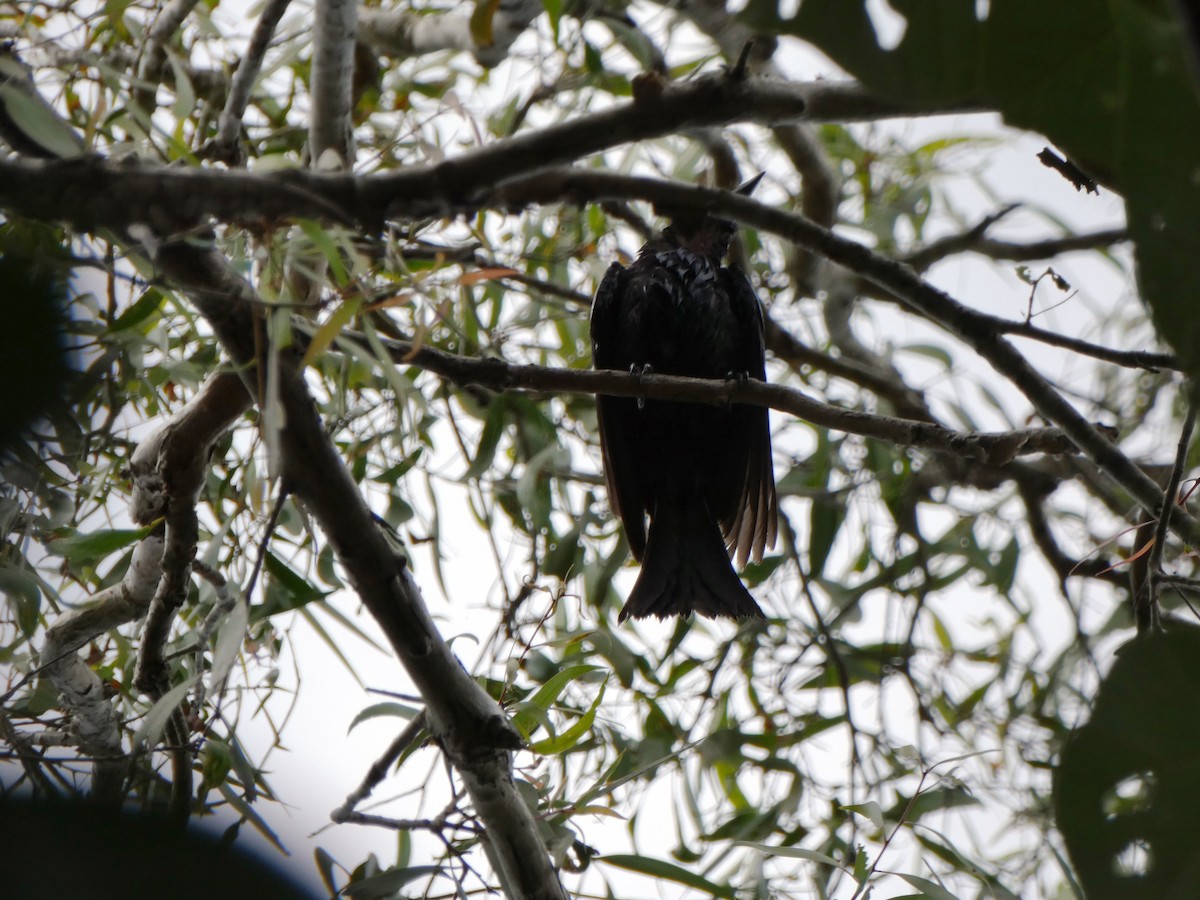 Spangled Drongo - ML642642338