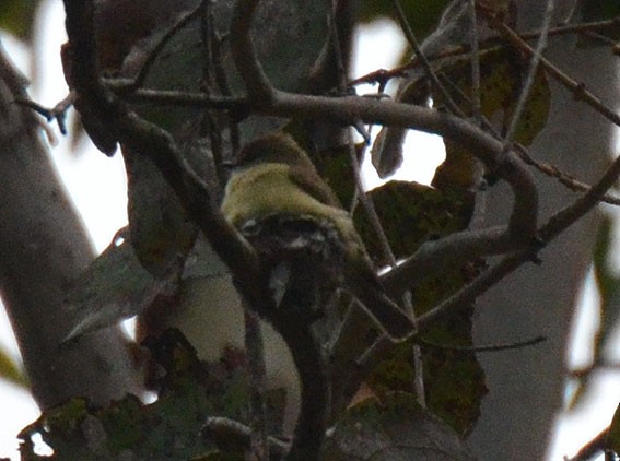 Lemon-bellied Flyrobin - ML642642340