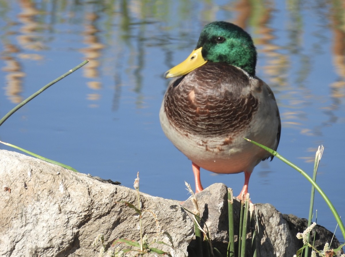 Canard colvert - ML642642341