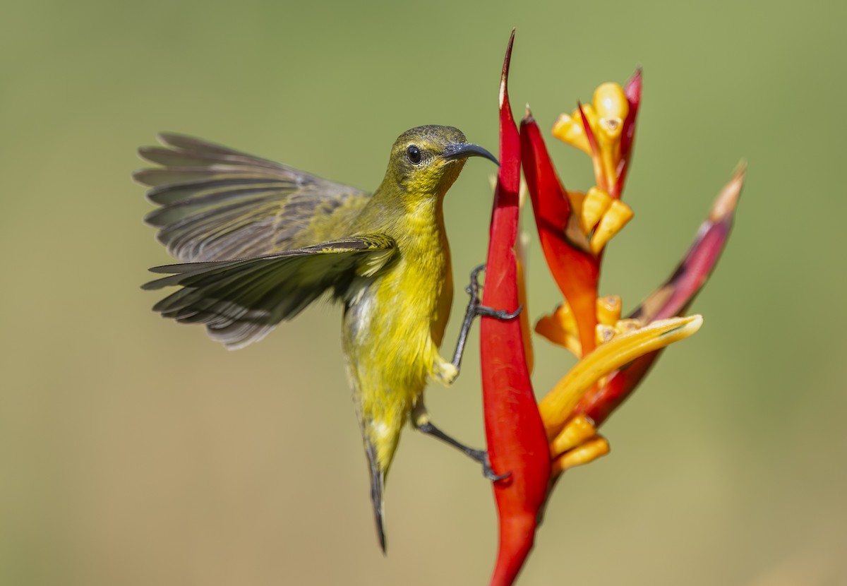 Ornate Sunbird - ML642642342