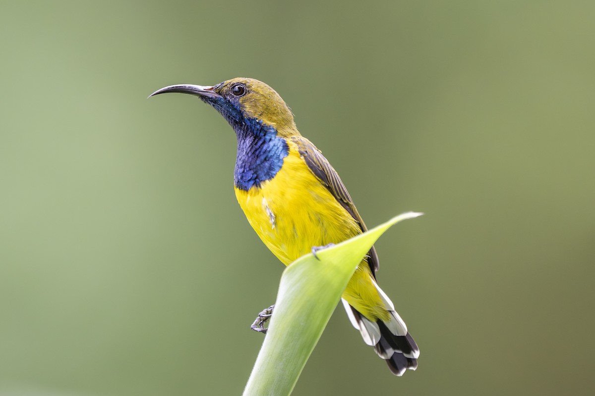 Ornate Sunbird - ML642642343