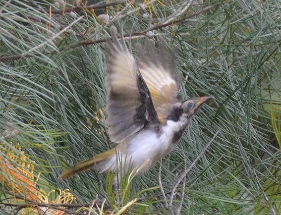 Blue-faced Honeyeater - ML642642347