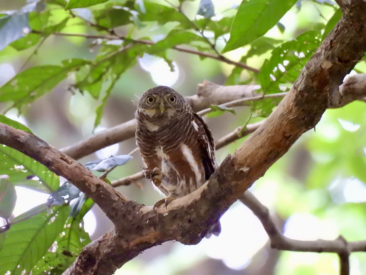 Asian Barred Owlet - ML642642362