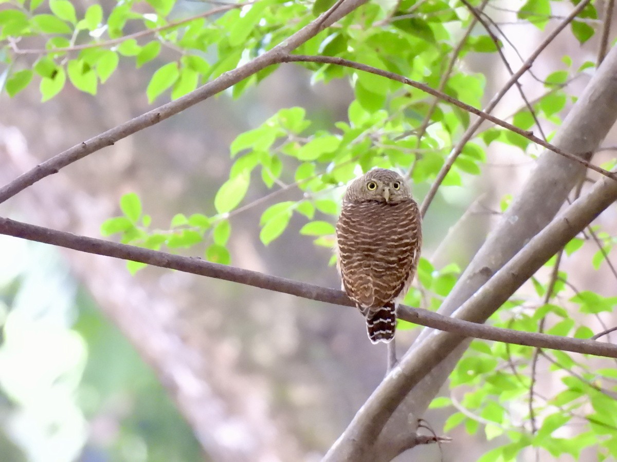 Asian Barred Owlet - ML642642363