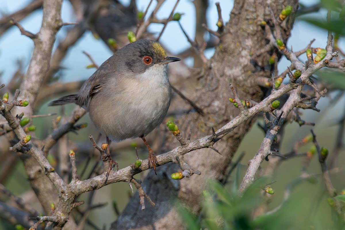 Rüppell's Warbler - ML642642387