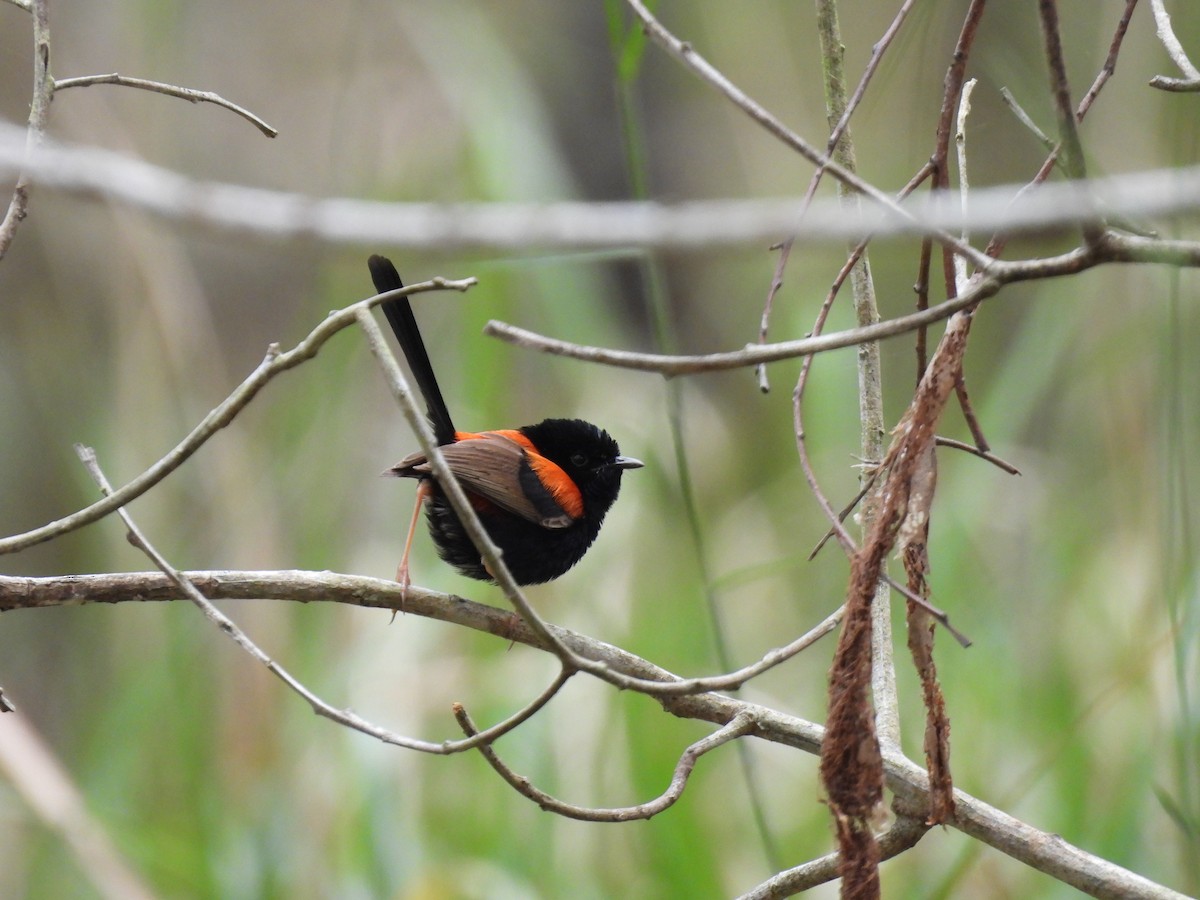 Red-backed Fairywren - ML642642431