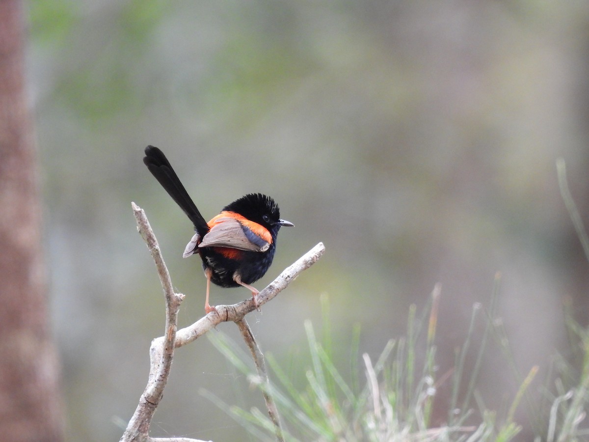 Red-backed Fairywren - ML642642432