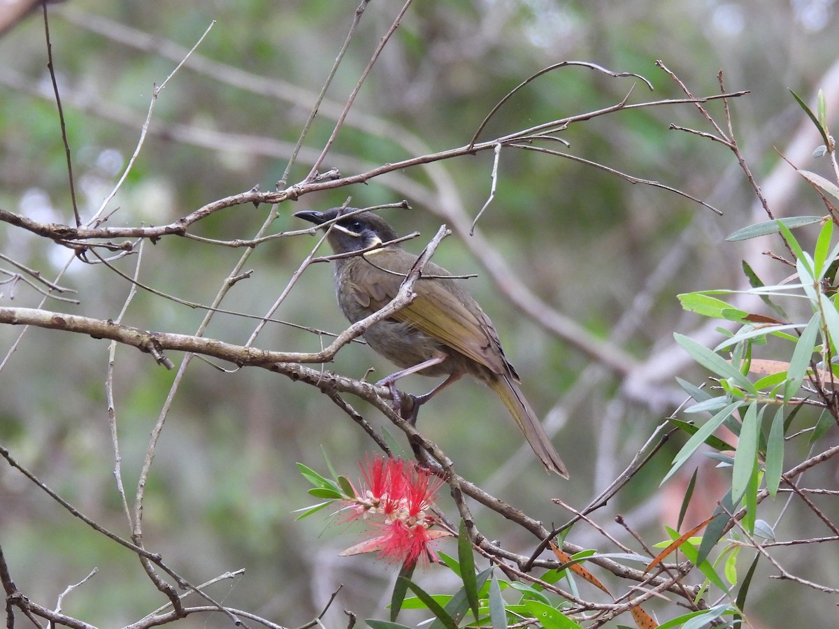 Lewin's Honeyeater - ML642642434