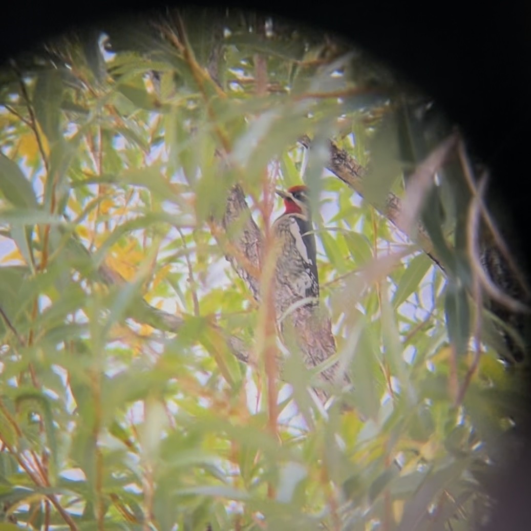 Red-naped Sapsucker - ML642642443