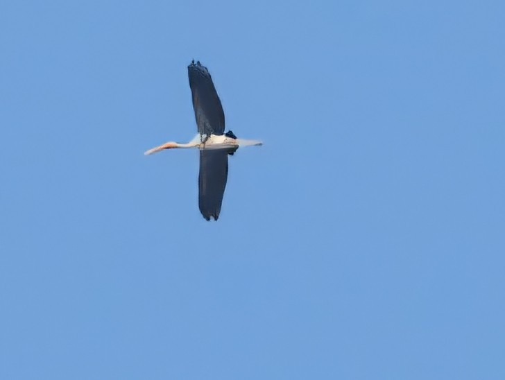 Painted Stork - ML642642448