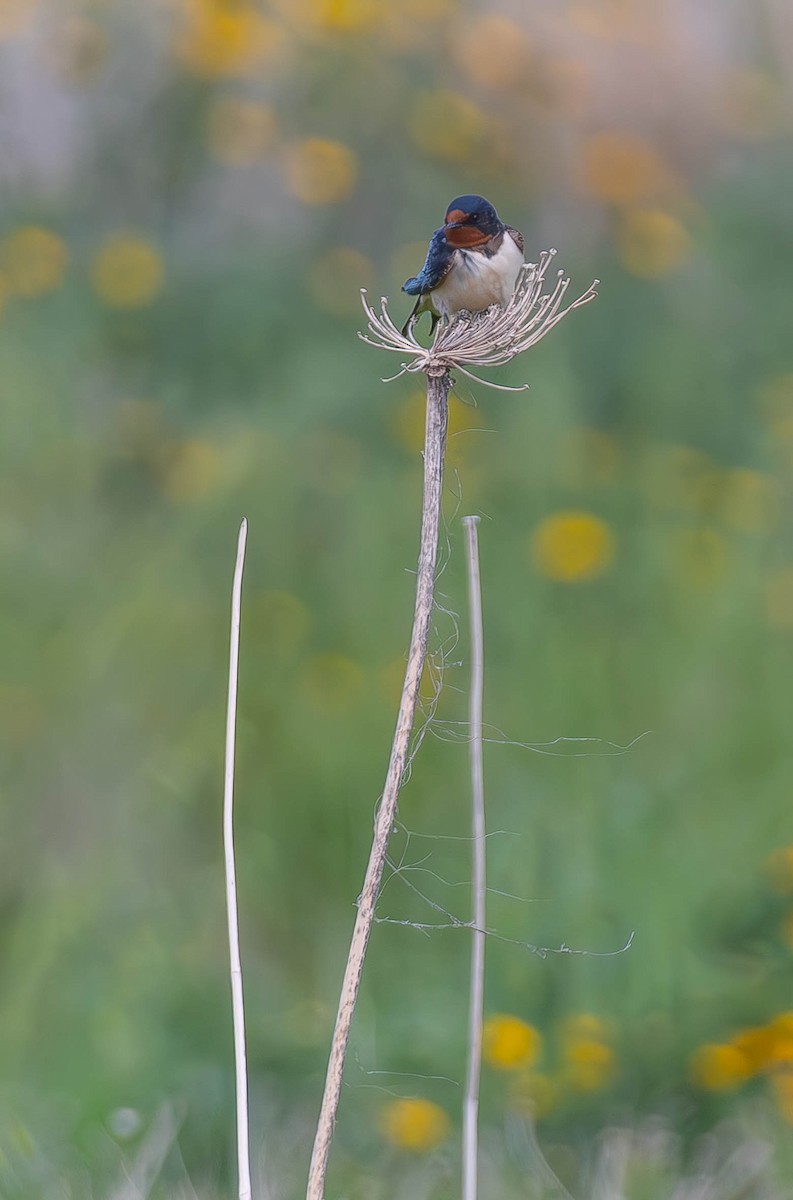 Асрын хараацай - ML642642449
