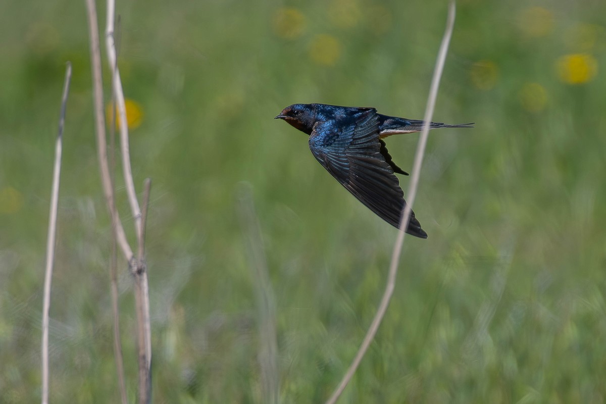 Асрын хараацай - ML642642450