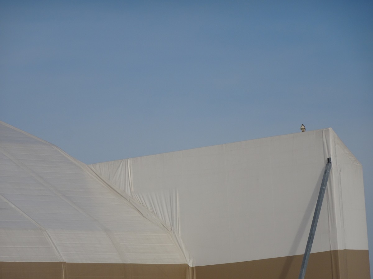 Red-tailed Hawk - ML642642457