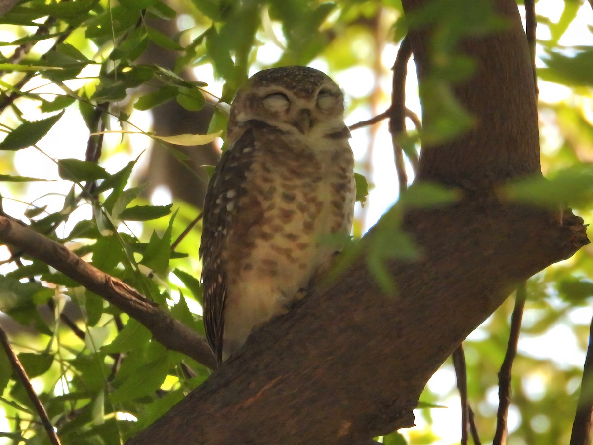 Spotted Owlet - ML642642458