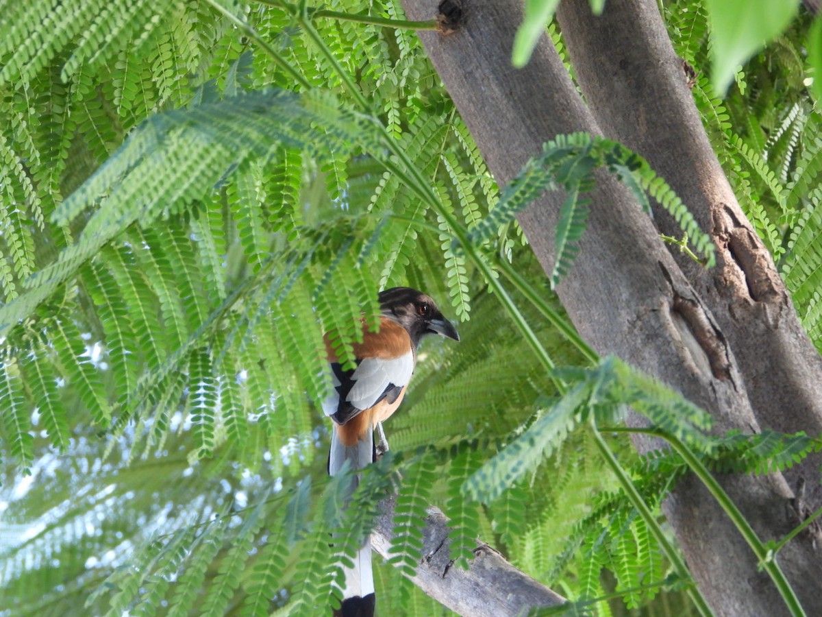 Rufous Treepie - ML642642460