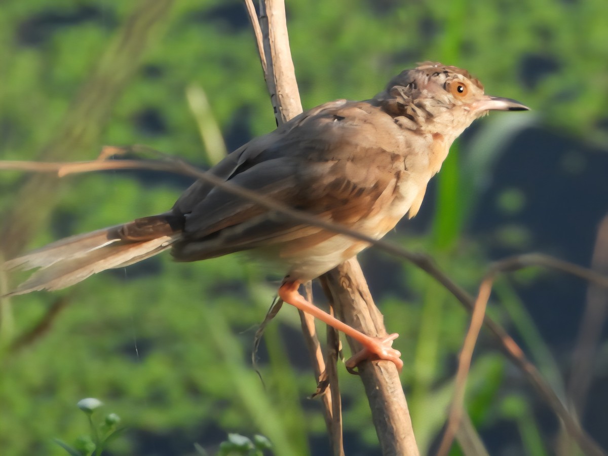Plain Prinia - ML642642468