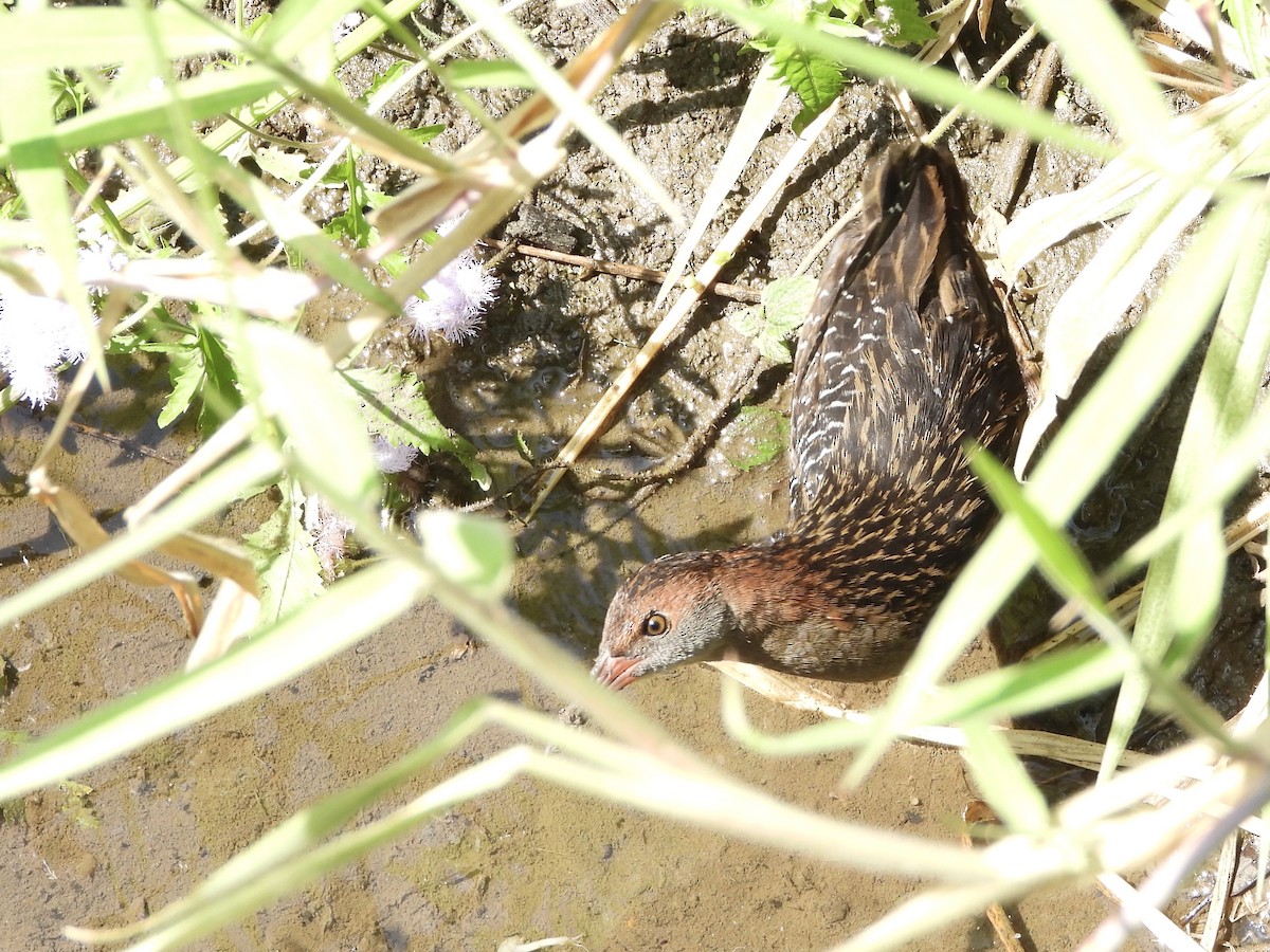 Lewin's Rail - ML642642480
