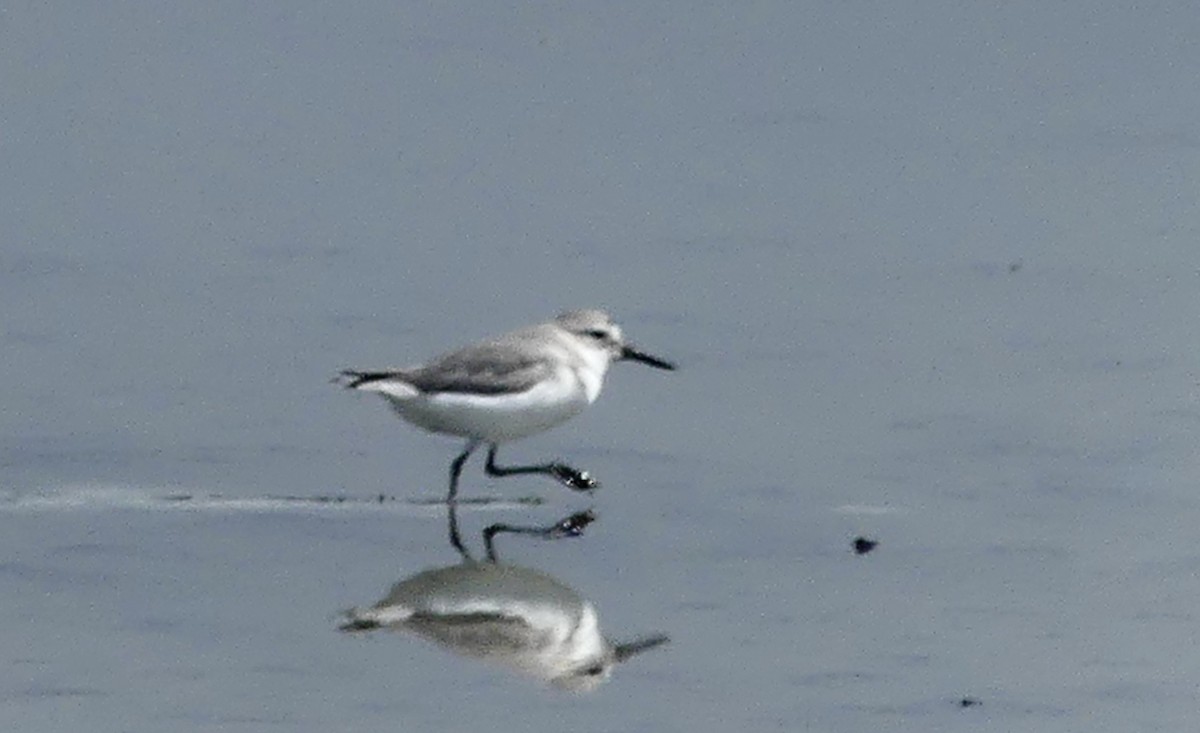 Wrybill - ML642642482
