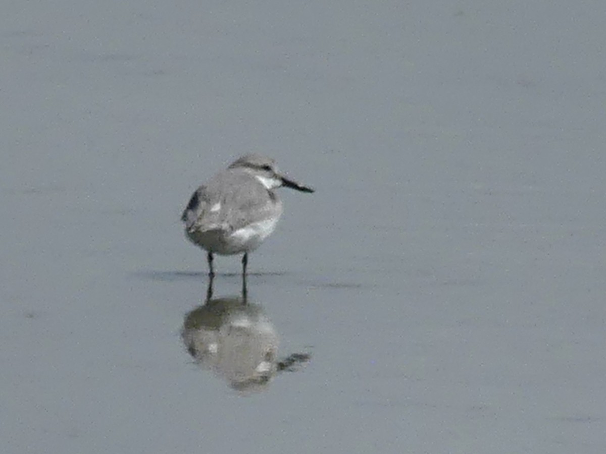 Wrybill - ML642642484