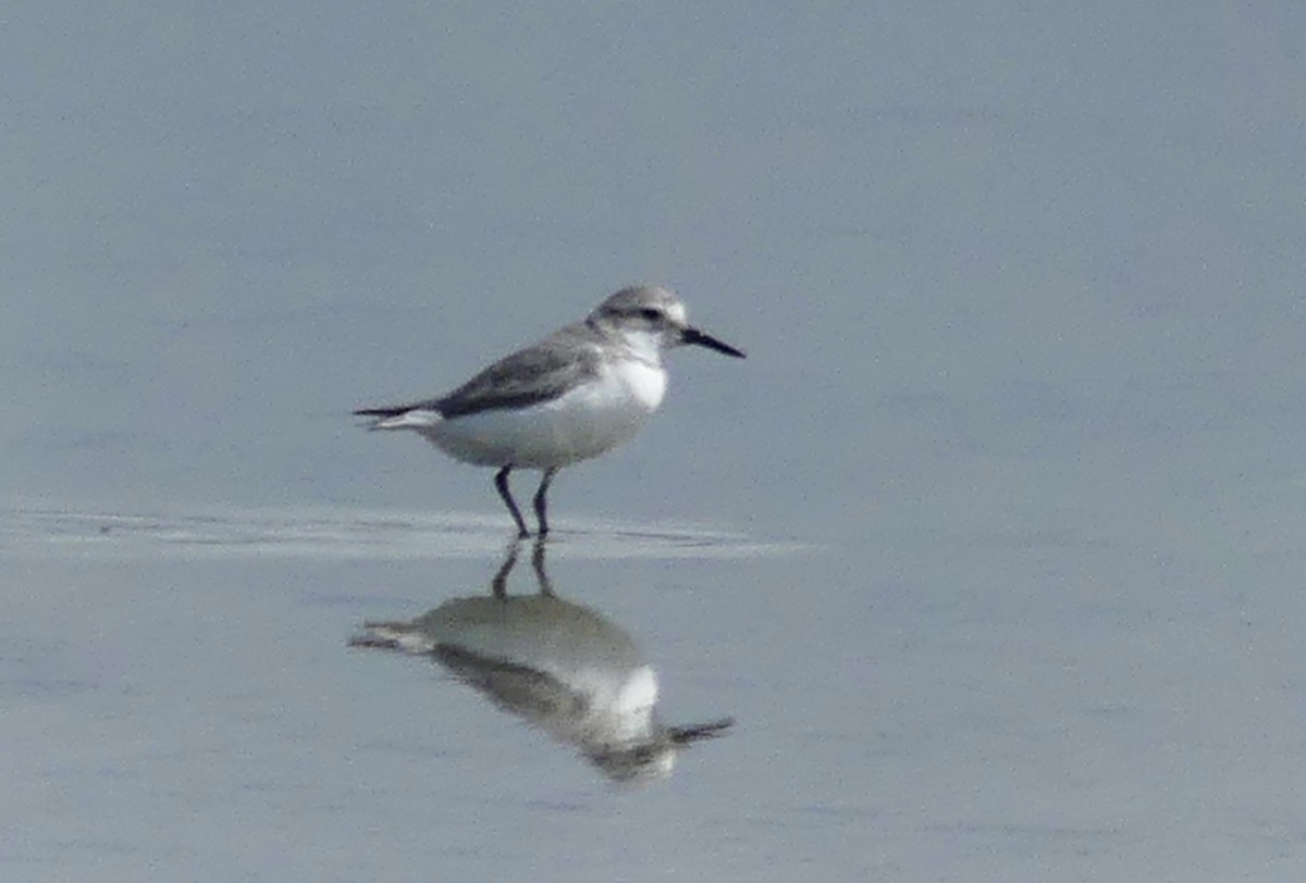 Wrybill - ML642642485