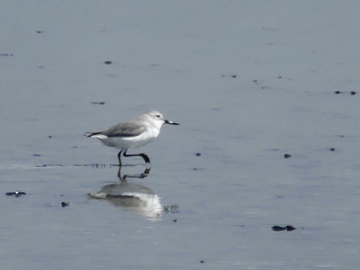 Wrybill - ML642642486