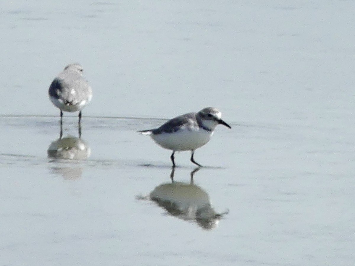 Wrybill - ML642642487