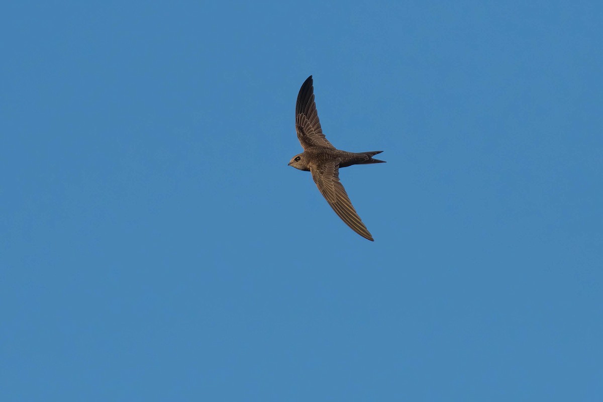 Pallid Swift - ML642642488