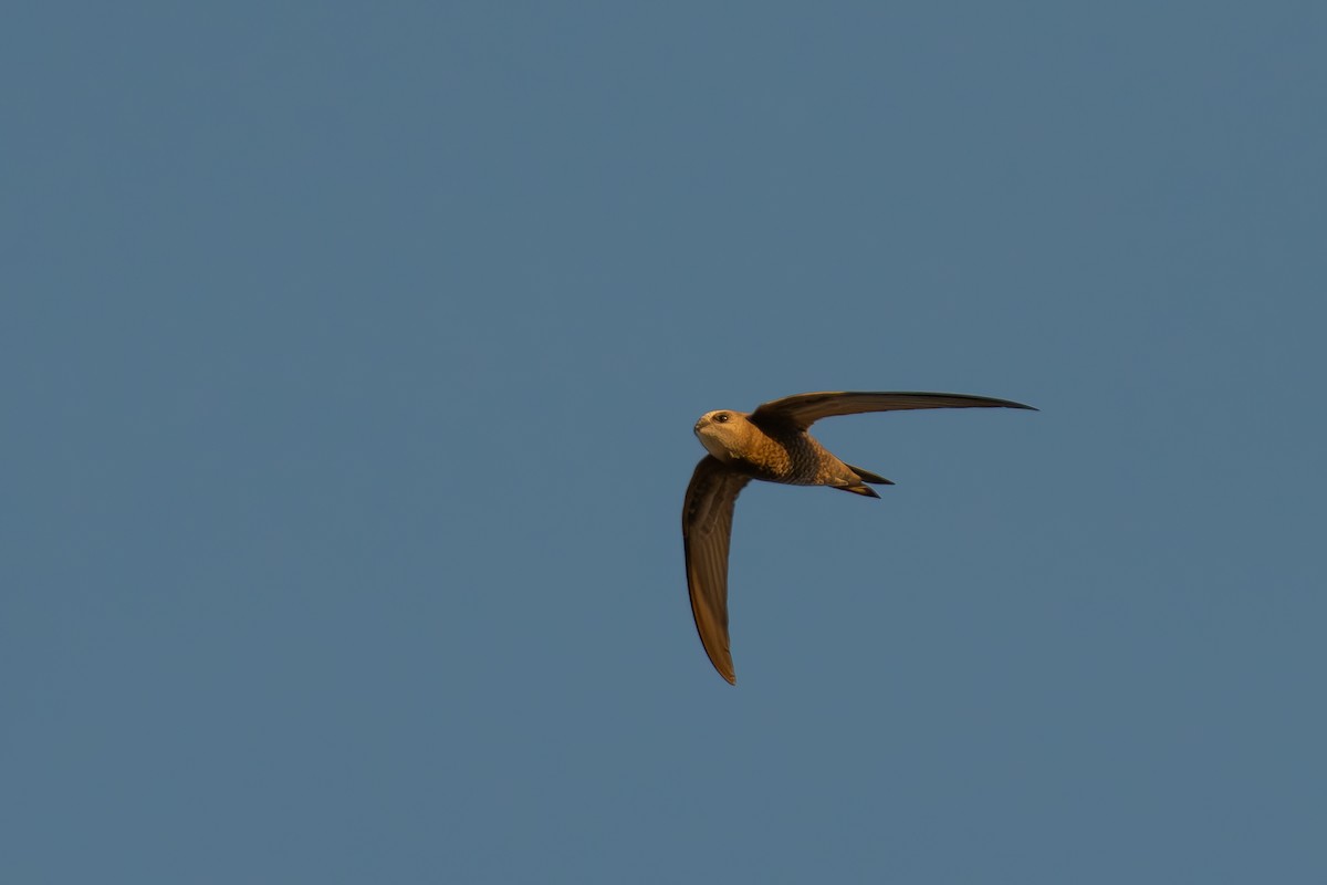 Pallid Swift - ML642642490
