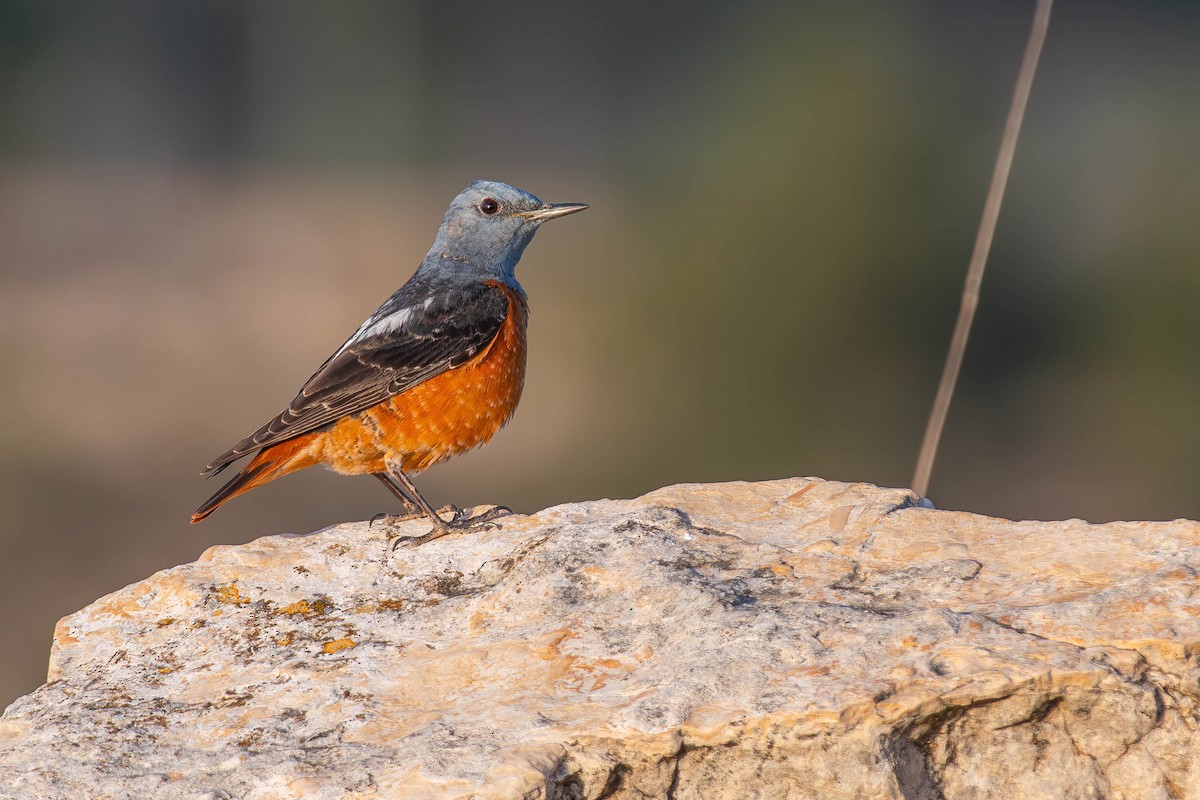 Rufous-tailed Rock-Thrush - ML642642495