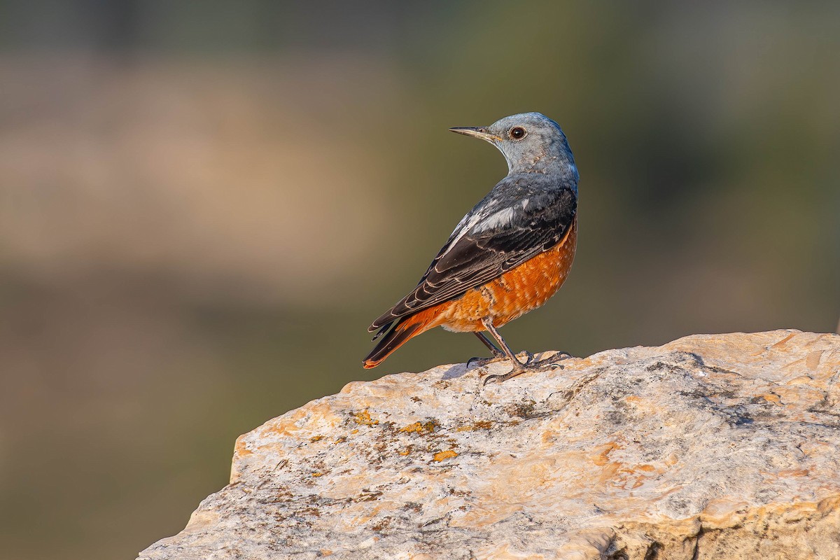 Rufous-tailed Rock-Thrush - ML642642496