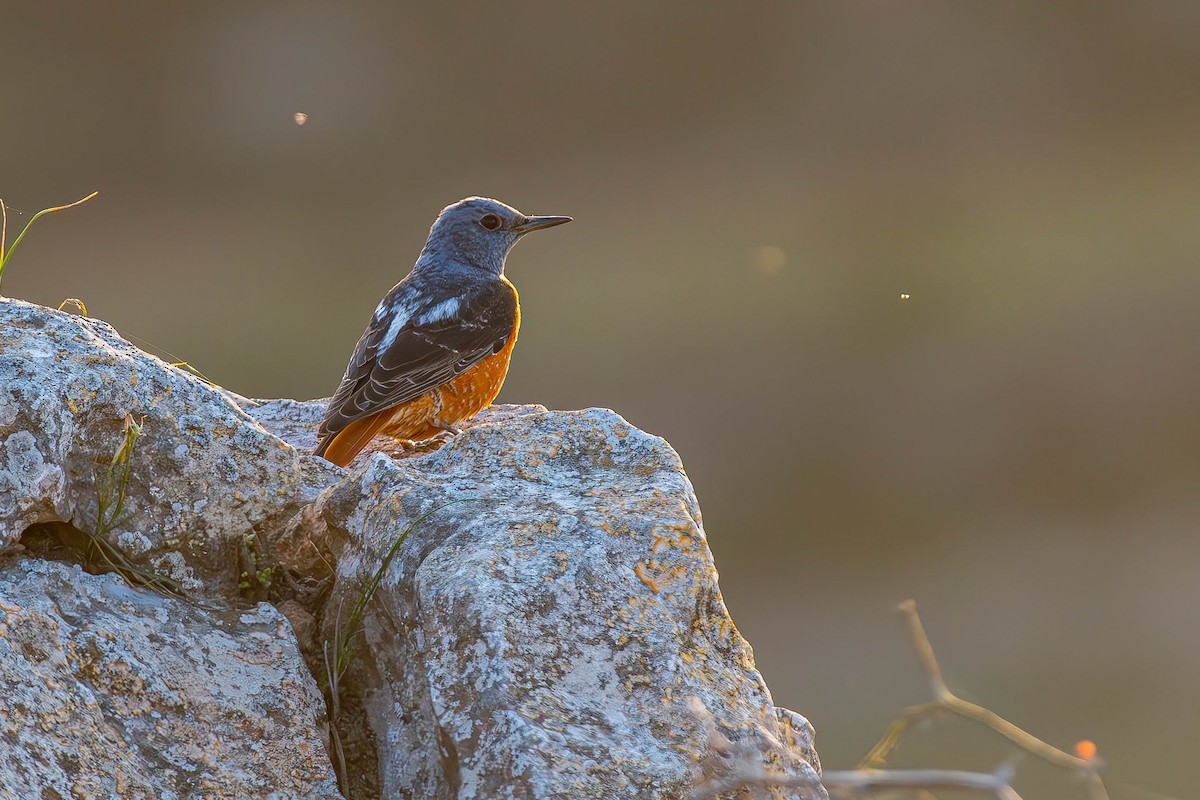 Rufous-tailed Rock-Thrush - ML642642497