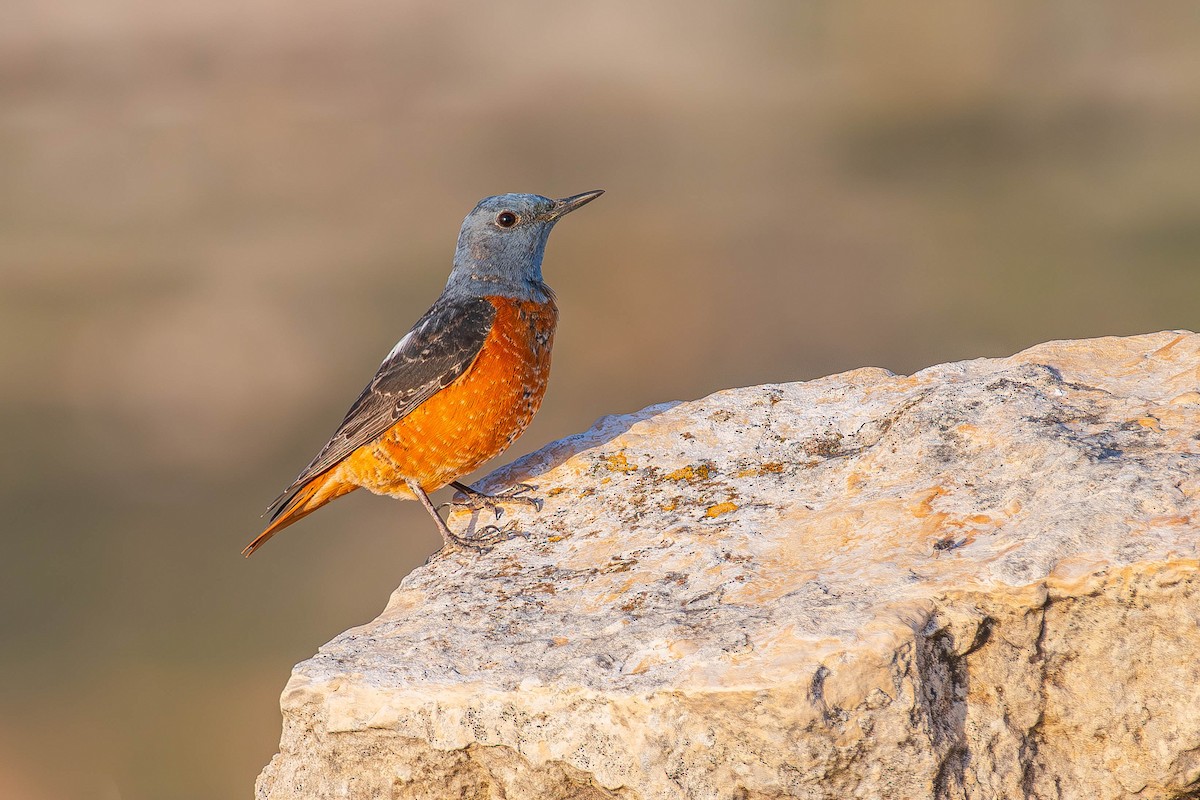 Rufous-tailed Rock-Thrush - ML642642498