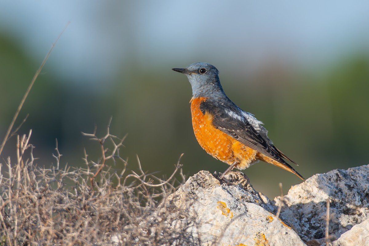Rufous-tailed Rock-Thrush - ML642642499