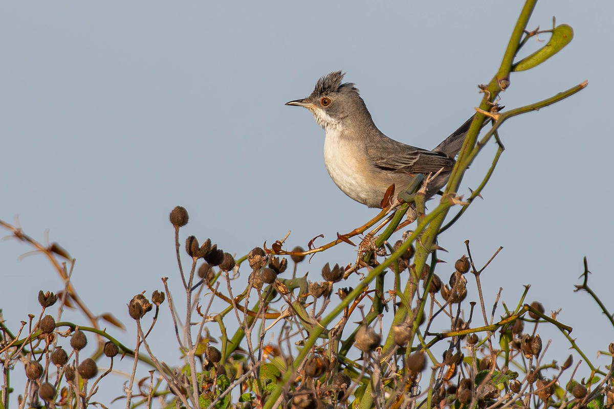 Rüppell's Warbler - ML642642500