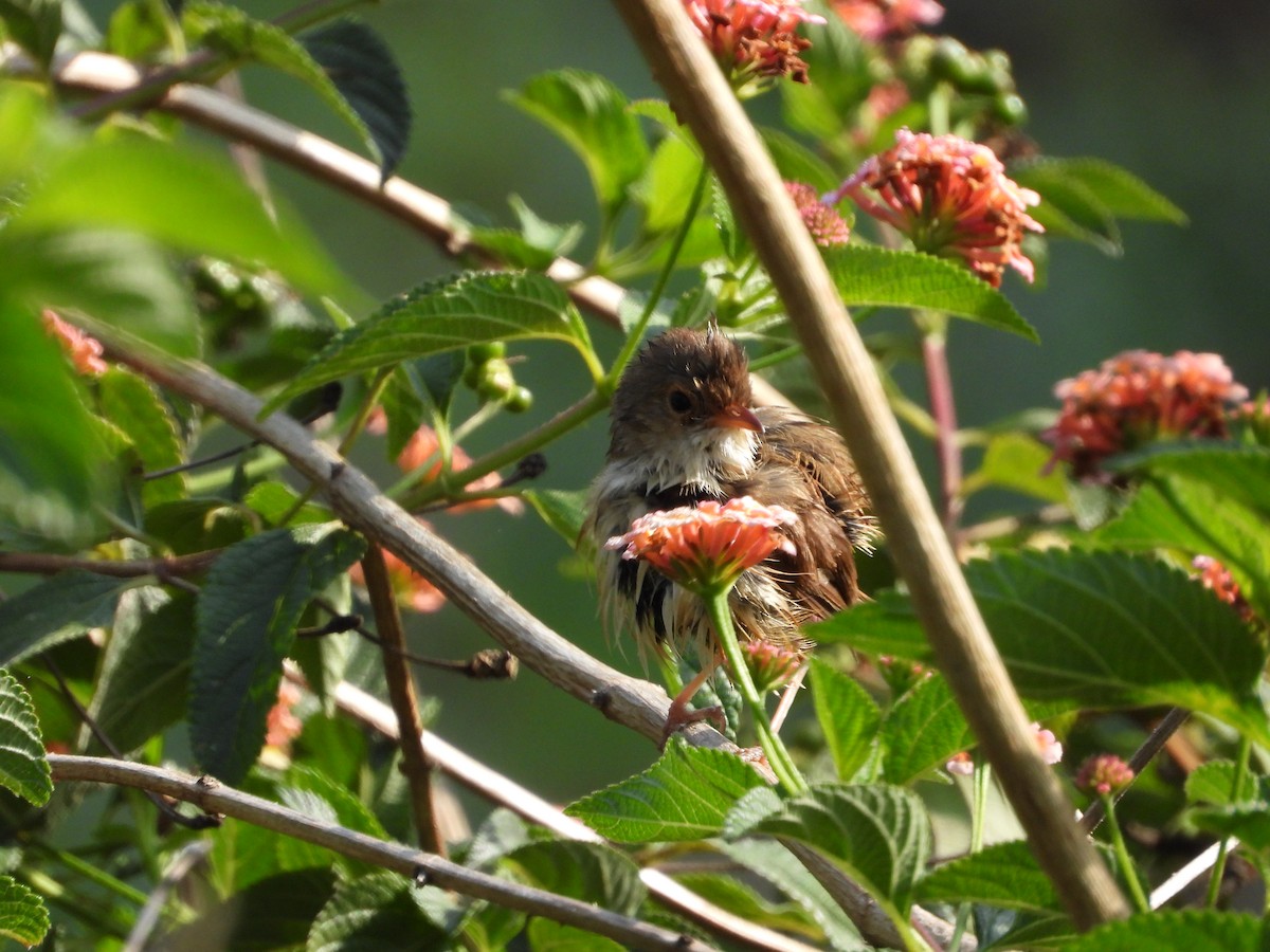 Red-backed Fairywren - ML642642501