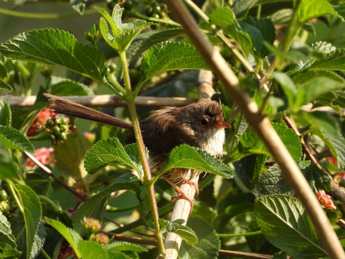 Red-backed Fairywren - ML642642502