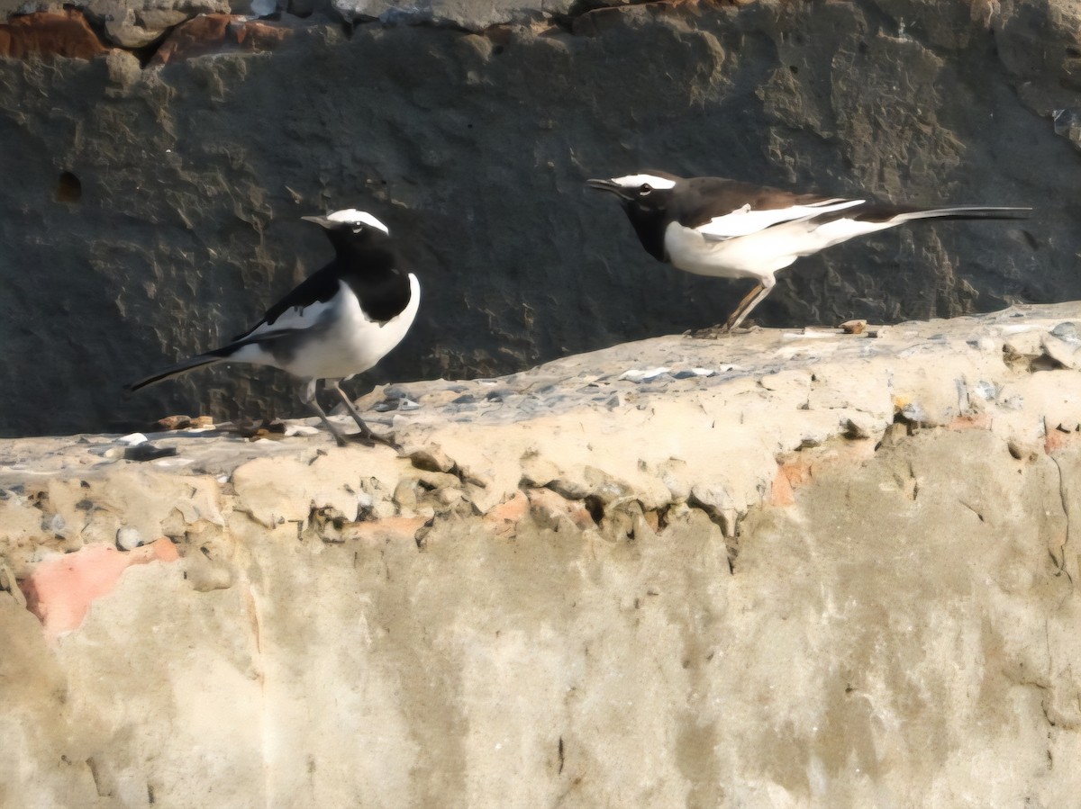 White-browed Wagtail - ML642642519