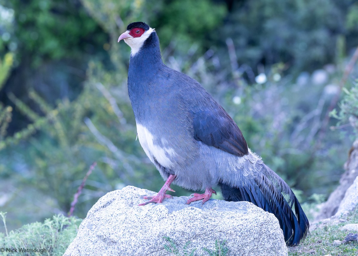 Tibetan Eared-Pheasant - ML642642530