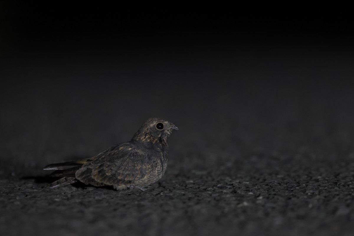 Engoulevent affin (groupe monticolus) - ML642642541