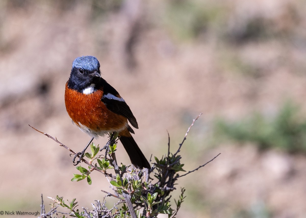 White-throated Redstart - ML642642547