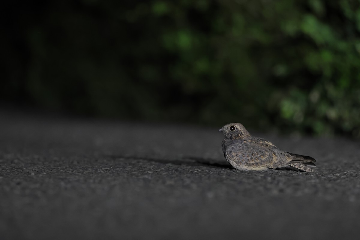 Engoulevent affin (groupe monticolus) - ML642642548