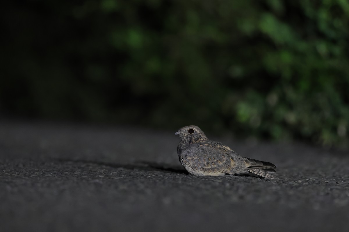 Engoulevent affin (groupe monticolus) - ML642642549