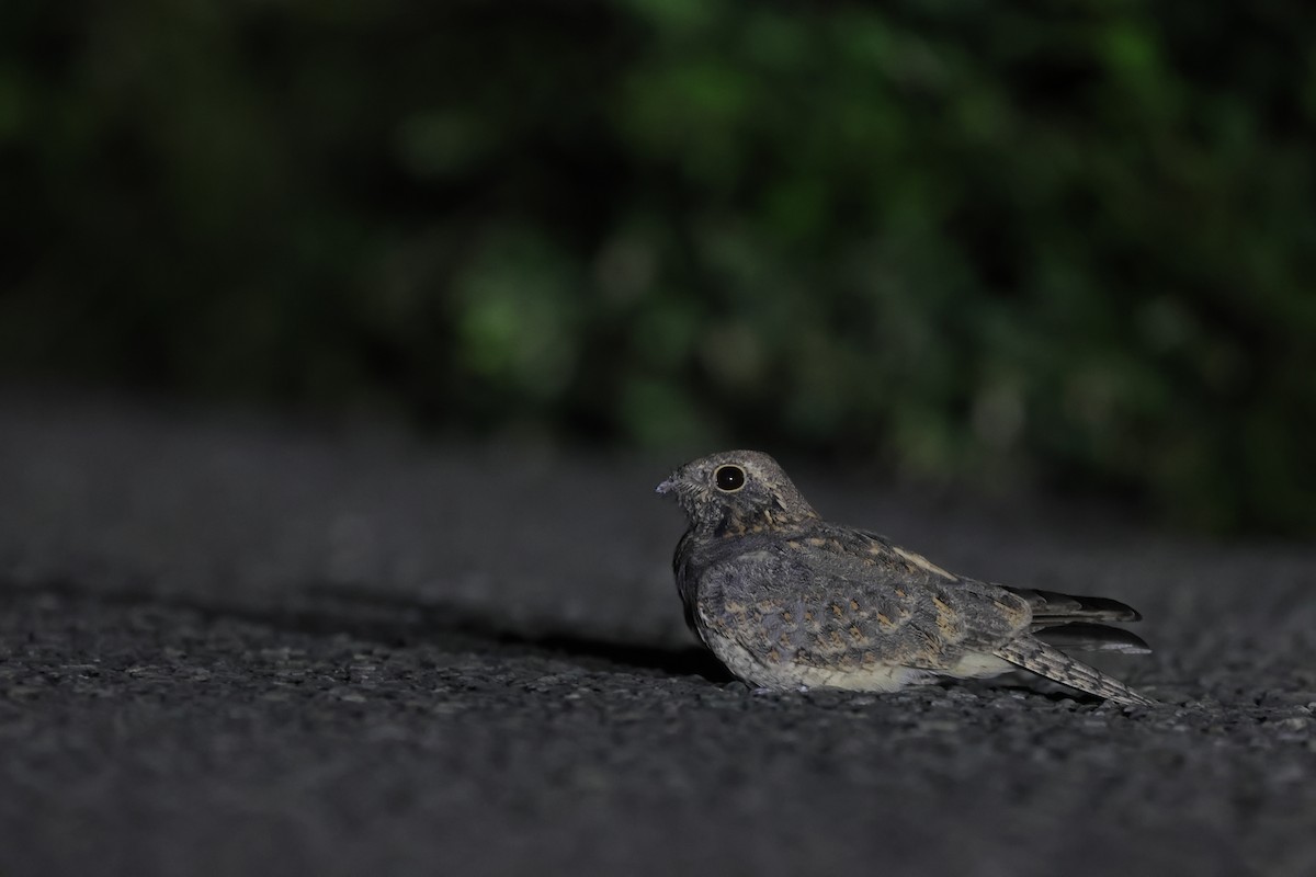 Engoulevent affin (groupe monticolus) - ML642642550