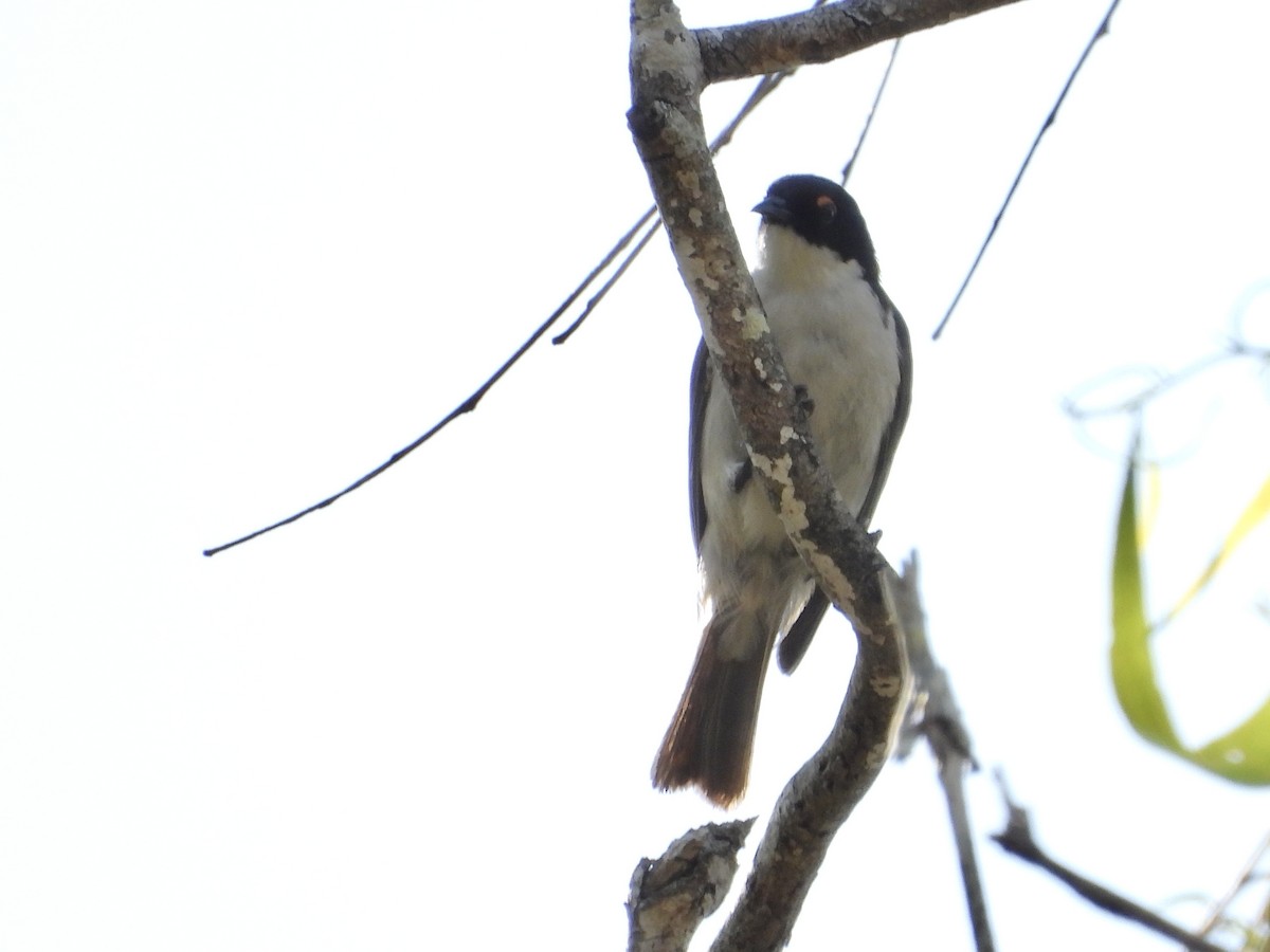 White-naped Honeyeater - ML642642570