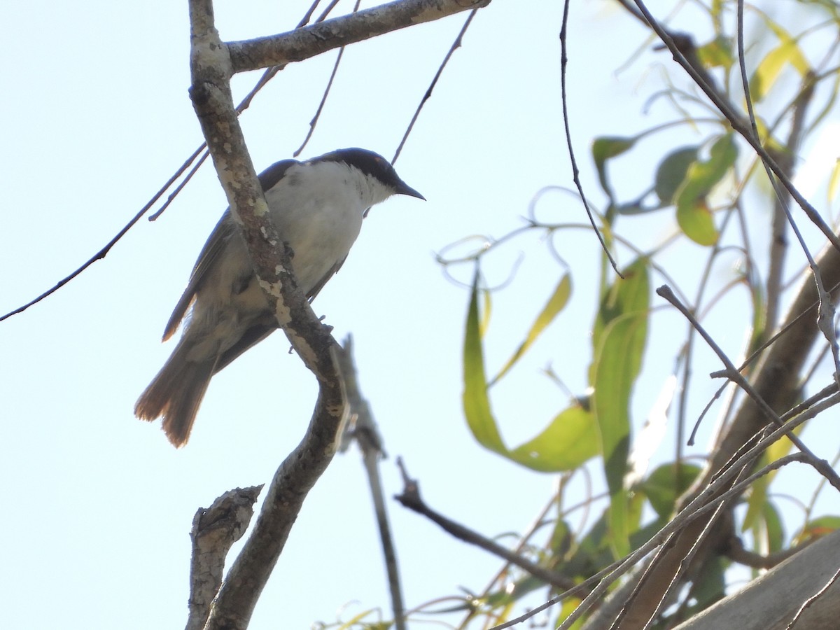 White-naped Honeyeater - ML642642571